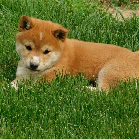 Shiba Inus For Sale Find Cute Shiba Inu Puppies For Sale Online Vip