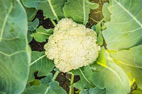 How To Plant Cauliflower Complete Growing Guides