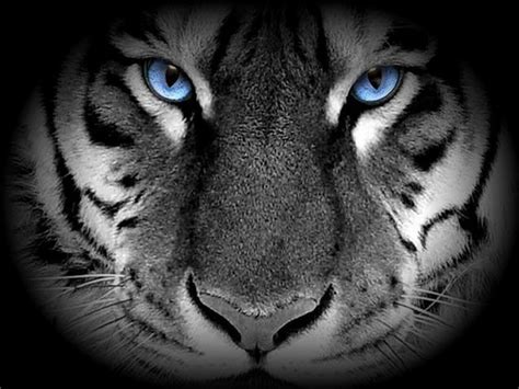 Amazing White Tigers With Blue Eyes Global Wallpapers