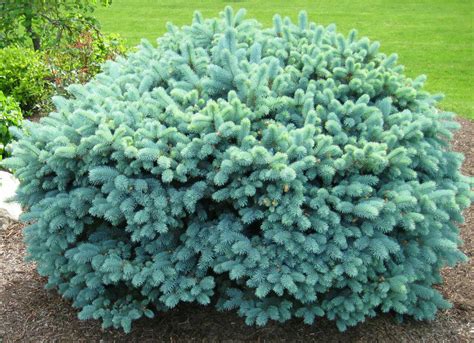 It has the same pyramidal form and * size: Dwarf Round Colorado Blue Spruce | Buy at Kigi Nursery