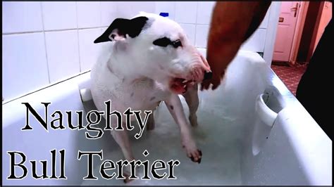 Naughty Bull Terrier Showing Aggression At Bath Times Youtube