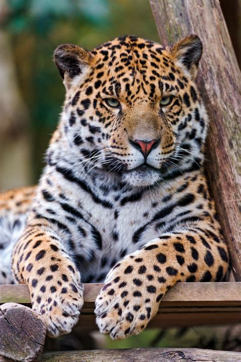 Physical Characteristics - Jaguars