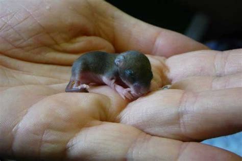 Took her home, dried her off. Folly Wildlife Rescue - Other Small Animals