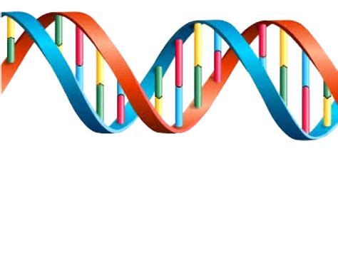 Dna Png Transparent Image Download Size 1046x800px