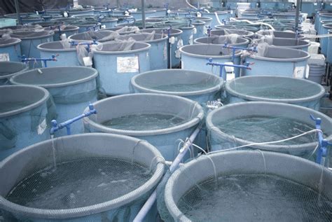 However, the rule is still the same, you need adequate width and depth tanks and don't overcrowd the tanks with fishes as this can hinder their growth. Equipment for fish farms - Balpo