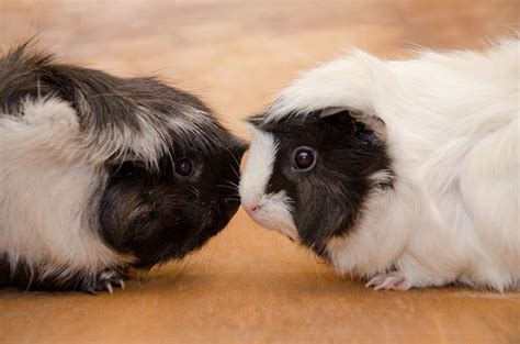 Abyssinian Guinea Pig Info Pictures Traits And Facts My Pets Zone