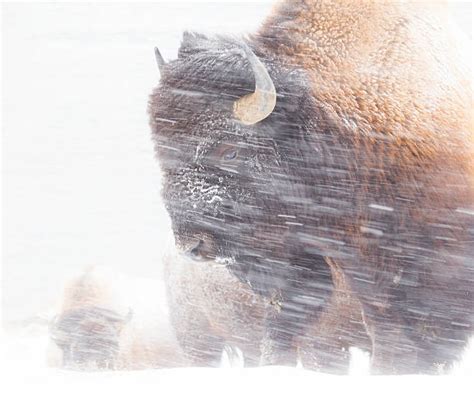 Bison Snow Stock Photos Pictures And Royalty Free Images Istock