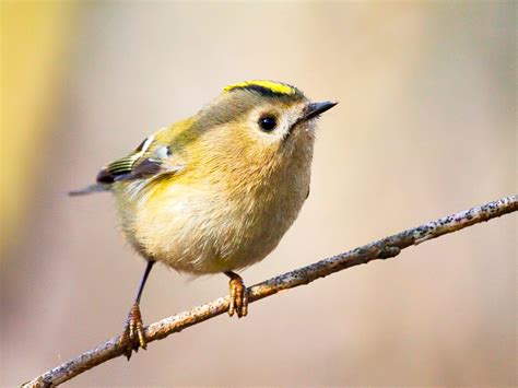 Common UK birds: Goldcrest | Common british birds, Birds, Common birds
