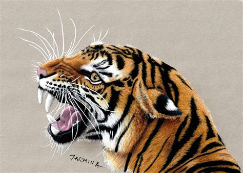 How To Draw A Realistic Tiger Pencil Drawing My XXX Hot Girl