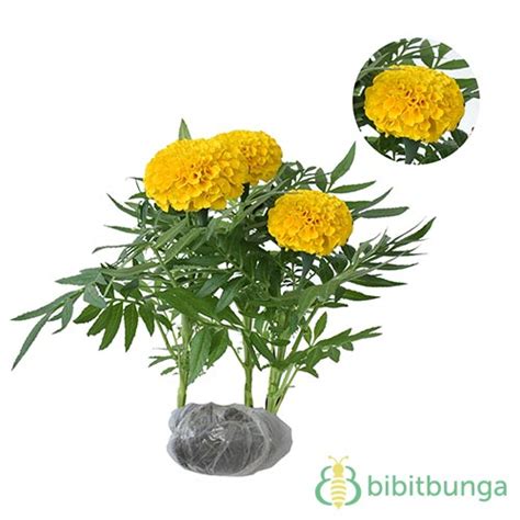 Bunga french marigold perfect mixed. Tanaman Marigold Orange Crackerjack - BibitBunga.com
