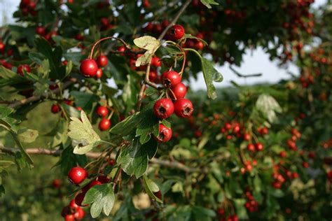 As the metaphor suggests, if the evidential tree is tainted, so is its fruit. Cherries and Dogs - Cherry Poisoning in Dogs and Cats