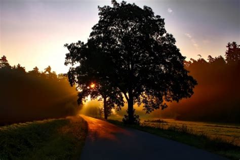 Free Images Landscape Tree Nature Forest Horizon Cloud Plant