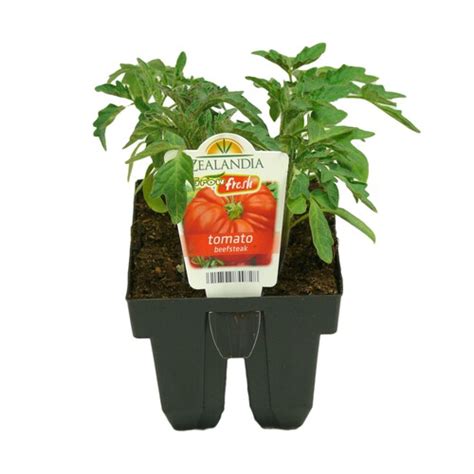 Growfresh Tomato Beefsteak Cell Pack Vege Mitre 10