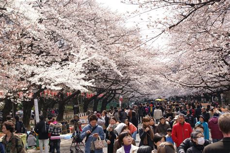 2024 Cherry Blossom Sakura And Hanami In Japan Kyuhoshi
