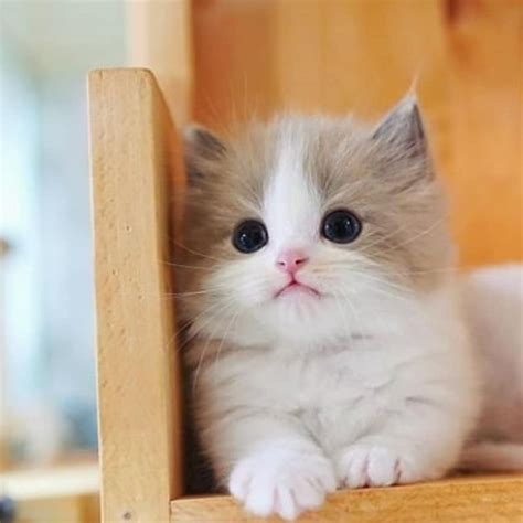 787 Likes 16 Comments Cute Cat Cutekityever On Instagram Am I
