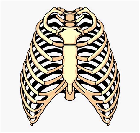 Vector Illustration Of Human Rib Cage Rib Clipart Png Png Image