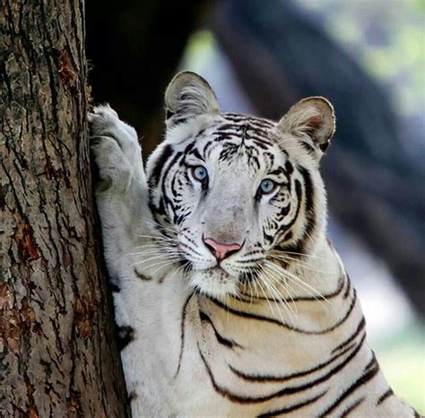 White Tiger Jolis Chats Animaux Beaux Les Chats Sauvages