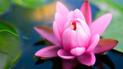 Closeup View Of Pink Lotus Flower On Water Hd Beautiful Wallpapers Hd
