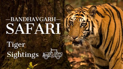 Bandhavgarh National Park Khitauli Zone 5 Tigers 1 Leopard