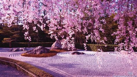 Wallpapers For Cherry Blossom Tree Anime Wallpaper