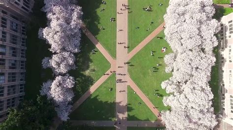 Uw Cherry Blossoms 2019 Aerials Youtube