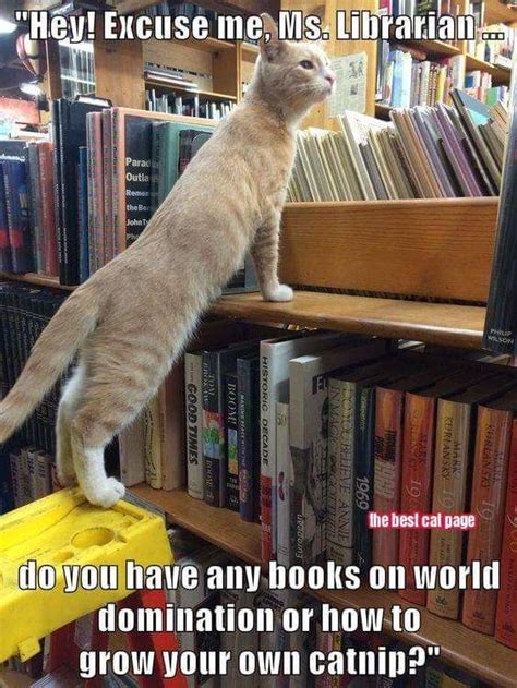 World Domination Or Catnip Cat Books Cats Funny Cats