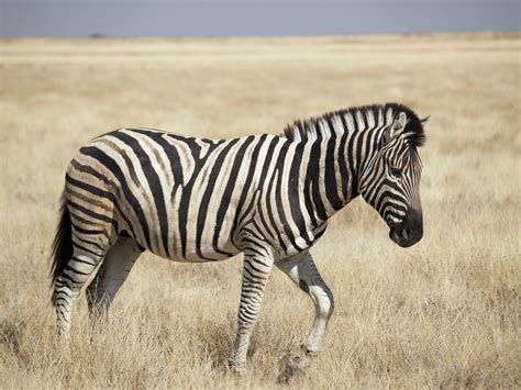 The Zebra Lovely Animal All Interesting Facts Animals Lover