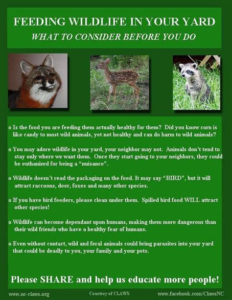 Feeding Wildlife In Your Yard What To Consider Before You Do