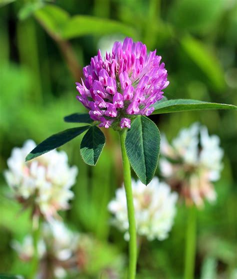 Clover New Zealand White Clover Cover Crop Seed Johnny S Selected Seeds