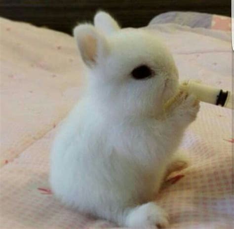Conejo Bebé ¿qué Come Cuidados Y Mucho Más ↓
