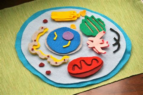 Animal cells are mostly round and irregular in shape while plant cells have fixed, rectangular shapes. Animal Cell Model Felt Set - Biology Life Science ...
