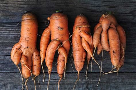 Deformed Carrots 5 Causes And How To Prevent It