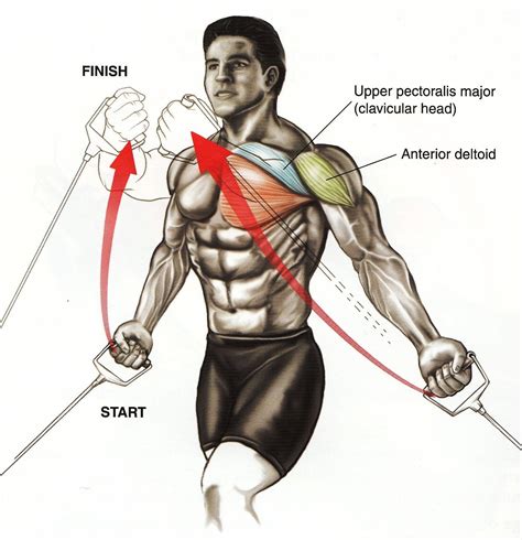 Anatomy Of The Upper Chest Area Training The Chest What You Need To