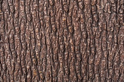 Free Photo Relief Texture Of The Brown Bark Of A Tree Close Up