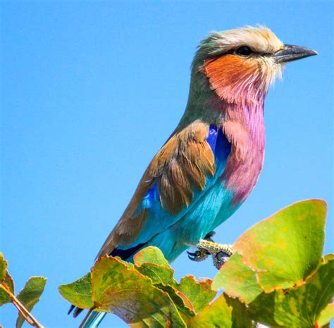 Cannundrums Lilac Breasted Roller
