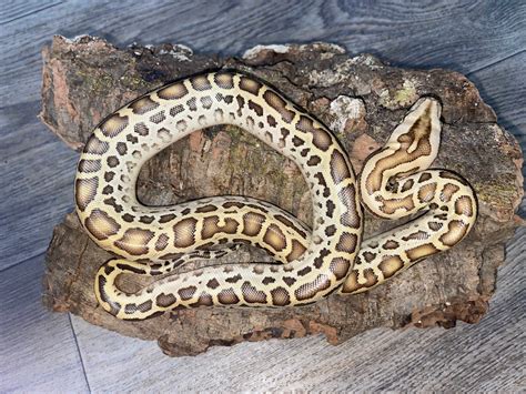 Hypo Het Albinogreengranite Burmese Python By Phylogeny Reptilia