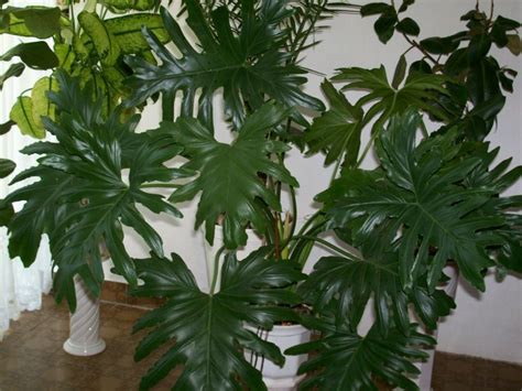 20 Indoor House Plants That Simply Adore Shade Plants Philodendron