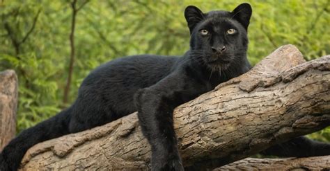 10 Incredible Baby Panther Facts Az Animals