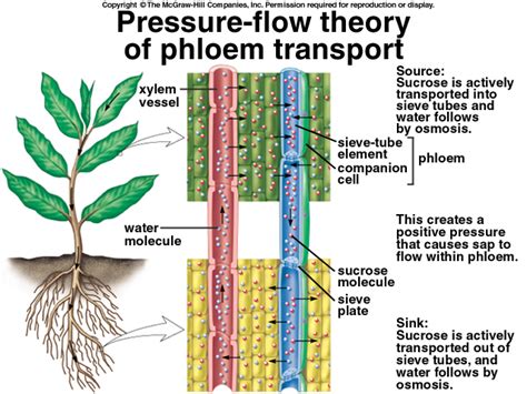 Pressure Flow Theory Of Phloem Transport