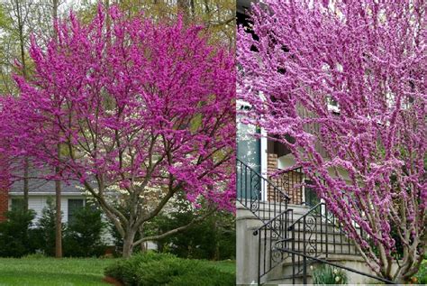 How To Grow A Redbud Tree And Its Care