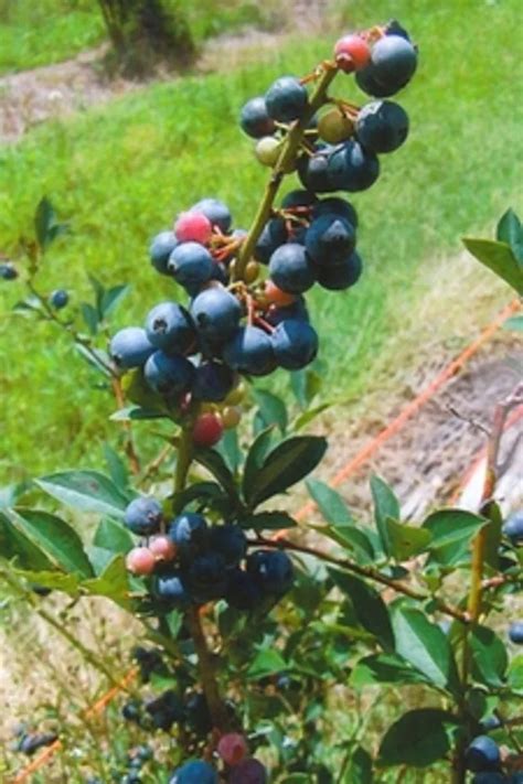 Brightwell Rabbiteye Blueberry Plant Care And Growing Basics Water