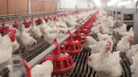 10,353 likes · 5 were here. Poultry Farming System Market Strategies Analysis 2019