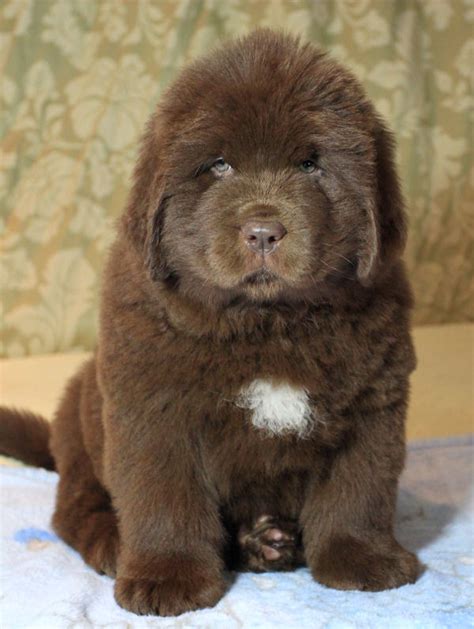 Newfoundland Dog Puppy Brown