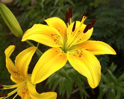 Yellow Tiger Lily Photo Michele Photos At