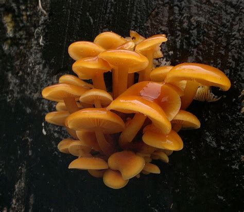 Velvet Shank Mushrooms Edibility Identification Distribution