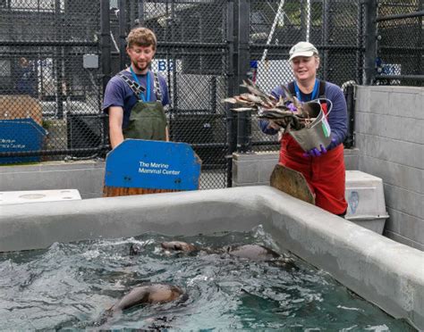 Opportunities The Marine Mammal Center