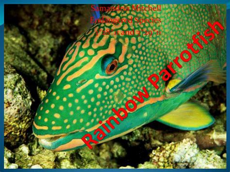 Ppt Rainbow Parrotfish Powerpoint Presentation Free Download Id302280
