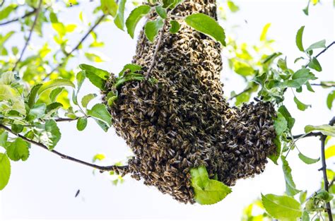 Affordable pest control service vespid pest control had been providing houston and san antonio tx residents with the very best call on vespid pest control, when you need a team of professionals, who provide dependable pest control treatments and services that include; Bee Control Bee Removal in Desert Hills, Anthem, Cave ...