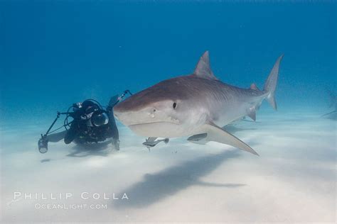 Tiger Shark And Photographer Keith Grundy Galeocerdo Cuvier Bahamas