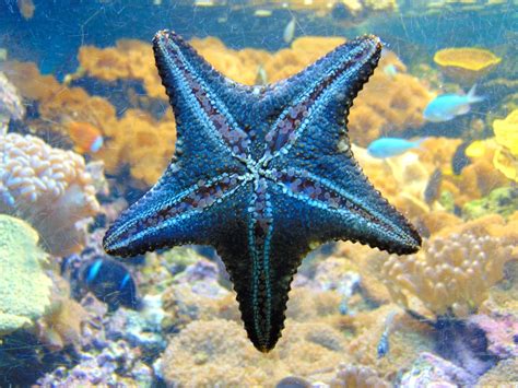 Scrapbook Images Sea Star Jaunt Sea Creatures Starfish January